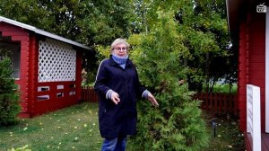 Туи осенью. Подготовка к зиме -  Хитсад ТВ