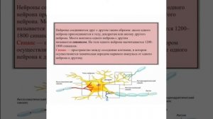 Анатомия, физиология и школьная гигиена 2 курс: "Нейрон - основа нервной системы"