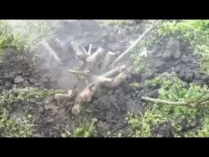 Как удобрять поливать инжир ft. Важные открытия и немного за жизнь...)