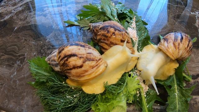 УЛИТКИ ЕДЯТ УКРОП И ЛИСТ ОДУВАНЧИКА! Как ползет улитка!!! смотреть онлайн