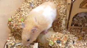 НОВЫЙ ПИТОМЕЦ ЗА 200 тысяч / КОГО МЫ ЗАВЕДЕМ? / ХОМКИ, КРЫСЫ, МОРСКИЕ СВИНКИ / Alisa Easy Pets