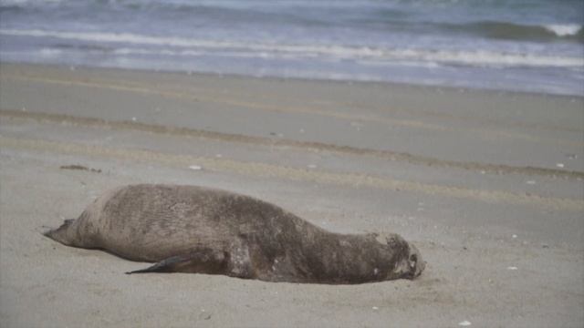 CHILE I Redobla esfuerzos ante mortandad de fauna marina por gripe aviar смотреть онлайн