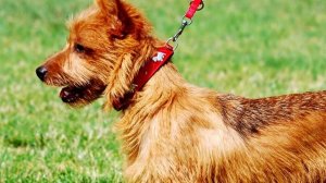 Порода собак. Норфолк терьер  Норвич терьер. В чем же их отличие?