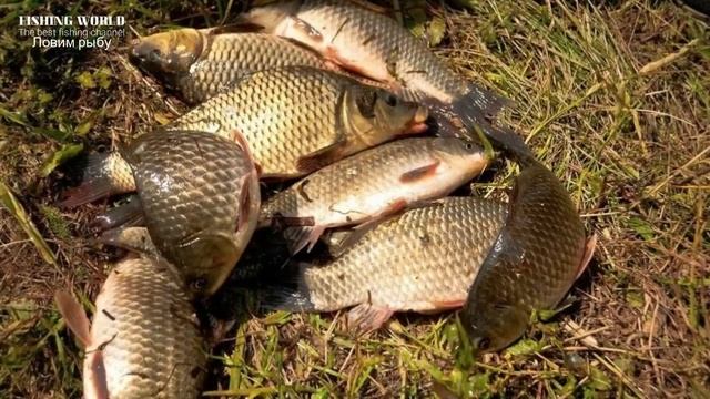 Календарь рыбака на эту неделю с 23  по 31 Октября 2023 Прогноз клева рыбы Лунный Календарь рыбака!