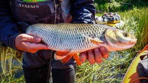 ГОЛАВТУР '23  часть lll  «КабаныГолавли в одно жало»