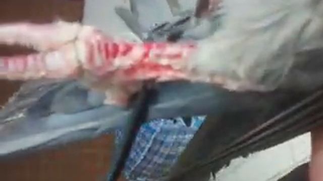 У голубя распутал нитки на лапках. смотреть онлайн