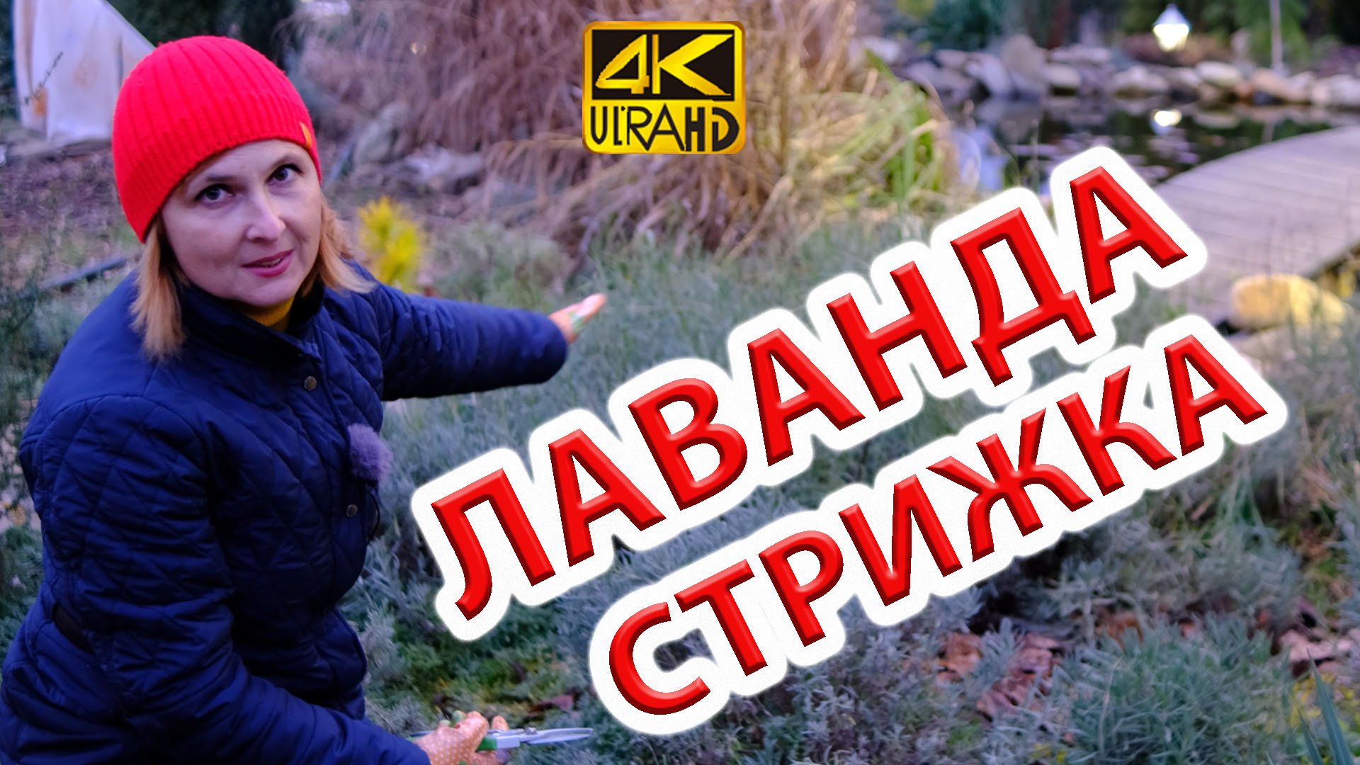 Лаванда 9 лет в саду. Стрижка, уход, советы