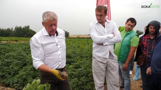DokaGene ИНДИГО - сорт семенного картофеля собственной селекции смотреть онлайн