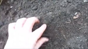Астры посеить под зиму