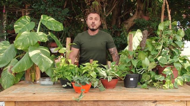 JIBÓIA - PLANTA DE MAIS FÁCIL CULTIVO | Murilo Soares | Spagnhol Plantas смотреть онлайн