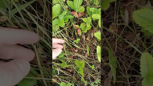 Что творится с земляникой в Сибири 😱 смотреть онлайн