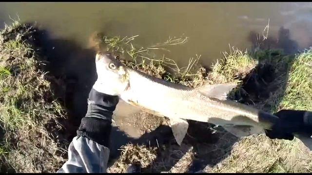 Желтощёк отрывает крючки!!! смотреть онлайн