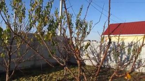ФОРМИРОВКА АБРИКОСА. Коротко об обрезке абрикоса с низкой кроной.