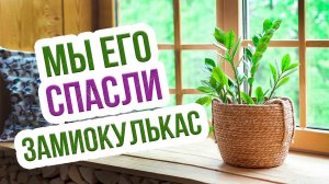 Почему желтеет замиокулькас? Как спасти долларовое дерево?