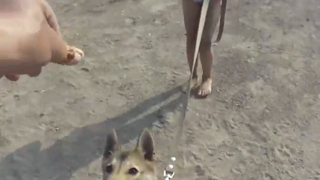 Обучение щенка лайки.