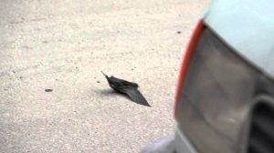 В Екатеринбурге падают стрижи