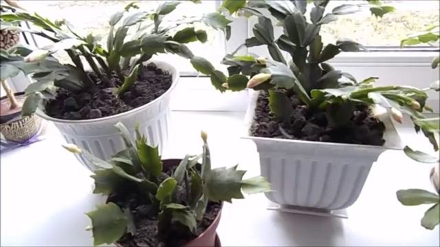 Шлюмбергера уход в домашних условиях