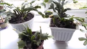 Шлюмбергера уход в домашних условиях