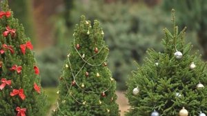 Елка в горшке – как за ней правильно ухаживать?