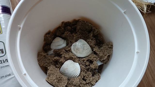 Кот Ричард решил посадить Фикус! /Mr.Cat-SirRichard смотреть онлайн