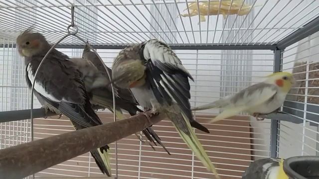 Самец или самка, кого выбираете вы? смотреть онлайн