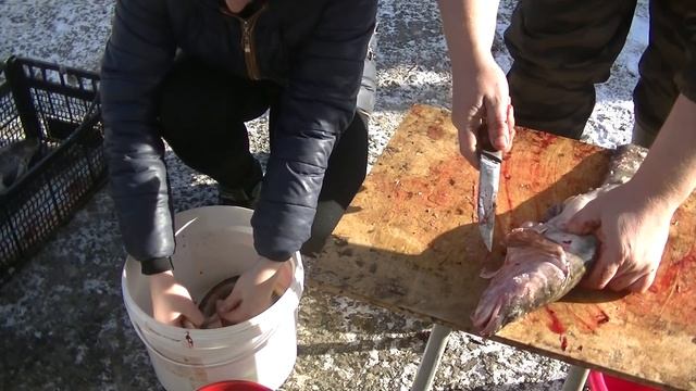 Разделка Налима. Большой Улов и Быстрая Разделка. смотреть онлайн