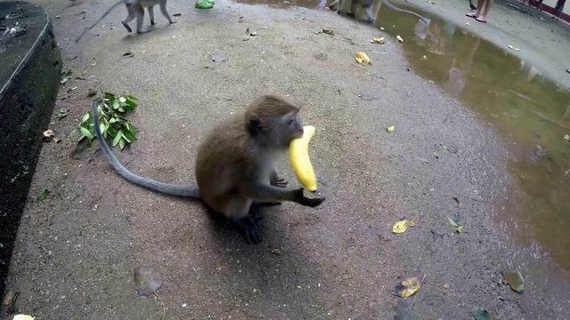 Драка обезьян. ЖЕСТЬ!!!!!! смотреть онлайн