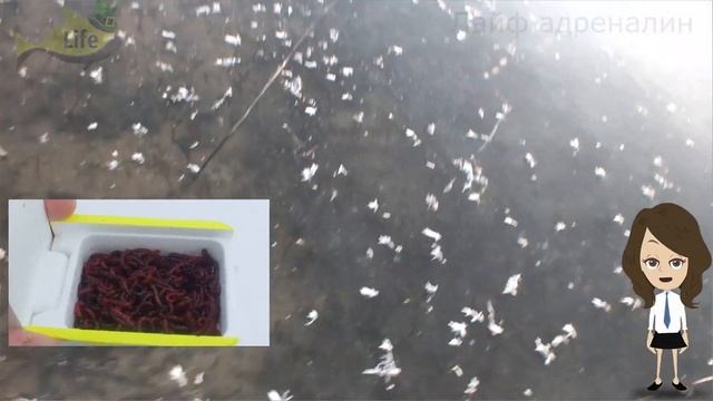 Новые секреты ловли карася в декабре зимой! Карась в декабре как ловить? смотреть онлайн