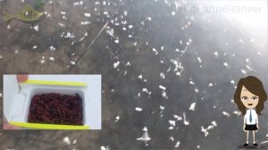 Новые секреты ловли карася в декабре зимой! Карась в декабре как ловить?