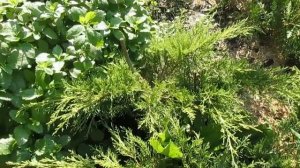 КАК НАЧАТЬ СТРИЧЬ ЖИВЫЕ ИЗГОРОДИ И ФИГУРЫ.