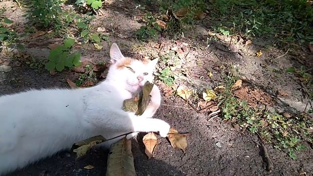 кот и листья смотреть онлайн