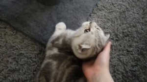 Как приучить котенка к когтеточке.  ?