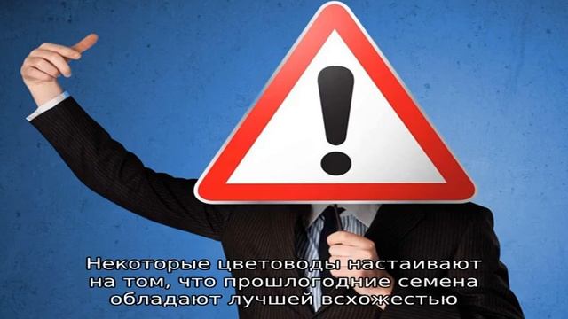 Какие семена петунии лучше покупать для выращивания рассады?