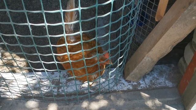 Побег из курятника. Нашлась пропажа. смотреть онлайн