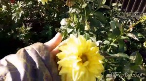 Небольшой обзор цветов в саду, как я сохраняю гладиолусы, канны, георгины и розы.