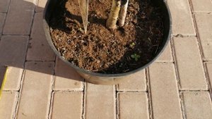 НОВИНКА . ПИХТА КОРЕЙСКАЯ КОГОУТ С АЙСБРЕКЕР.