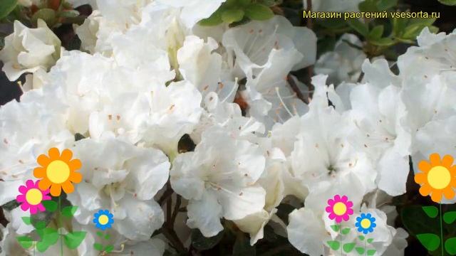 Азалия японская Панда. Краткий обзор, описание характеристик rhododendron obtusum 'panda' Panda смотреть онлайн