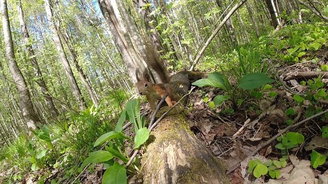 Лесная кормушка 2 / Slow mo / Лесные жители в замедленной съемке. Белка, сойка, дятел, голуби смотреть онлайн