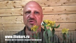 Родиола розовая (золотой корень). Алефиров А.Н.