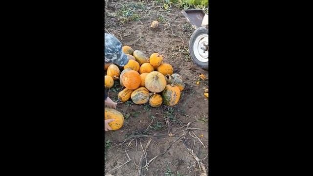 Саморобний гарбузовий комбайн і його розміри. смотреть онлайн