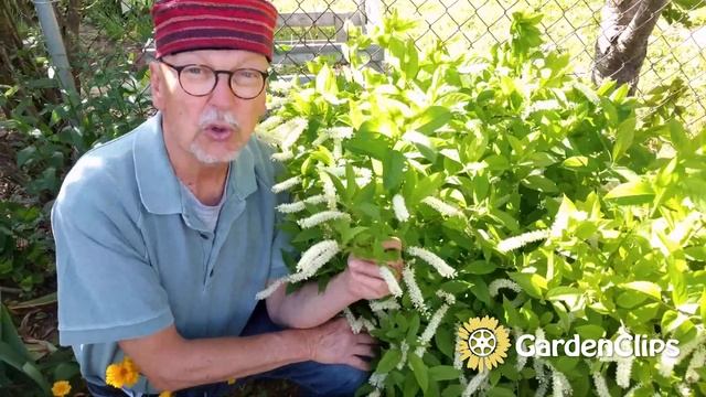 Virginia Sweetspire - Itea Virginica - Fragrance and Autumn Color смотреть онлайн