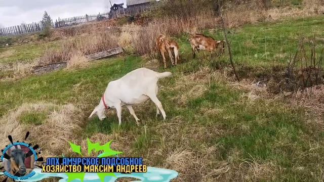 Коза загуляла когда мне нужно, что делать? Общаюсь с вами что да как. смотреть онлайн