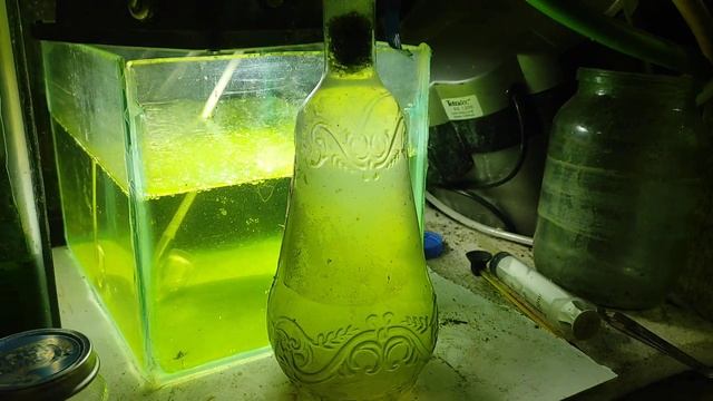 хлорелла смотреть онлайн