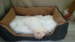Как обустроить вольер для собаки в квартире. How to equip a dog enclosure in an apartment.