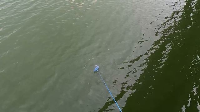 40 кг рыбы за 1 час. Кастинговая сеть. поймал стаю верхогляда, карась, кефаль. смотреть онлайн