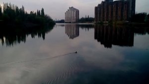 Утка бежит по воде