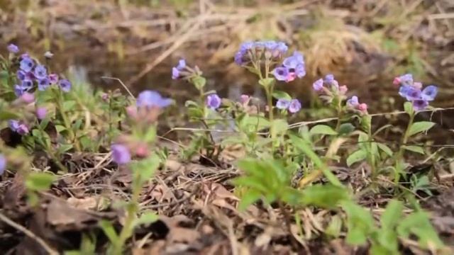 Медуница мягенькая занесена в Красную книгу Югры смотреть онлайн