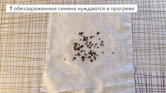 ЛУК ПОРЕЙ. ПРАВИЛЬНАЯ ПОДГОТОВКА СЕМЯН К ПОСАДКЕ! смотреть онлайн