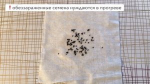 ЛУК ПОРЕЙ. ПРАВИЛЬНАЯ ПОДГОТОВКА СЕМЯН К ПОСАДКЕ!