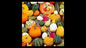 Несколько интересных фактов о тыкве.